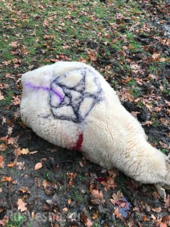 Cатанинские символы на христианской церкви и трупы убитых овец напугали жителей деревни (ФОТО)