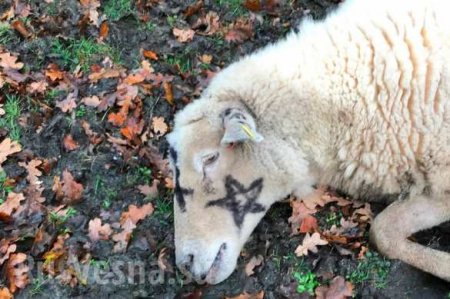 Cатанинские символы на христианской церкви и трупы убитых овец напугали жителей деревни (ФОТО)