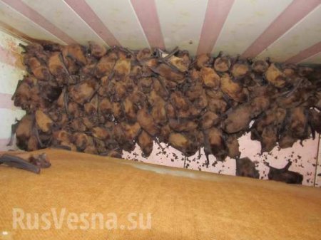 Ужас, летящий на крыльях ночи: почти 2 тысячи летучих мышей оккупировали квартиру во Львове (ФОТО)