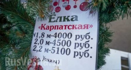 Украинские СМИ ликуют: в Крыму продают ёлки из Карпат (ФОТО)