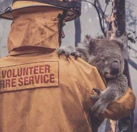 Погибли миллионы животных, дым виден за 2000 километров: почему горит Австралия (ФОТО, ВИДЕО)