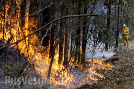 Чудовищные пожары: дым виден из космоса, миллиард животных погиб в Австралии (ФОТО, ВИДЕО)