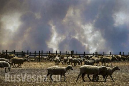 Чудовищные пожары: дым виден из космоса, миллиард животных погиб в Австралии (ФОТО, ВИДЕО)