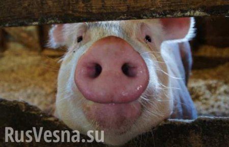 «Украинцев массово косит свиной грипп» — СМИ сообщают о десятках тысяч заболевших