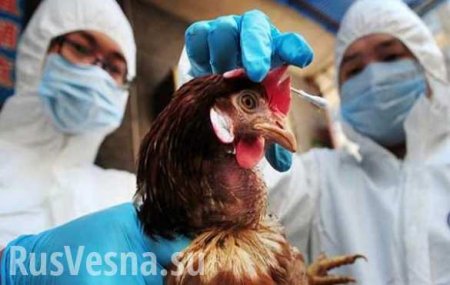 Птица несчастья: атаковавший Европу птичий грипп идёт на Россию (ФОТО)