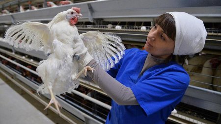 Птица несчастья: атаковавший Европу птичий грипп идёт на Россию (ФОТО)