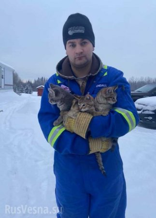 Примёрзших ко льду котят спасли с помощью кофе (ФОТО, ВИДЕО)