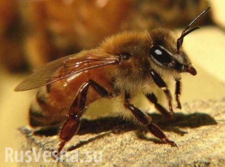 В США 40 тысяч пчёл-убийц взяли в осаду целую улицу (ФОТО)