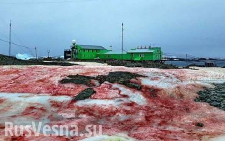 «Кровавый» снег около украинской станции в Антарктиде напугал пользователей Сети (ФОТО)