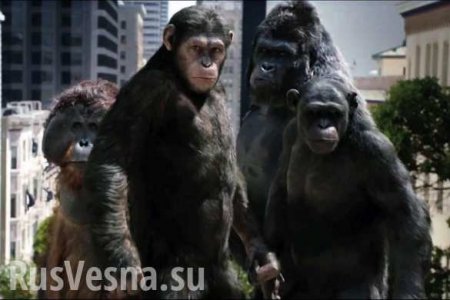 Последствия коронавируса: обезьяны вынуждены драться (ФОТО, ВИДЕО)
