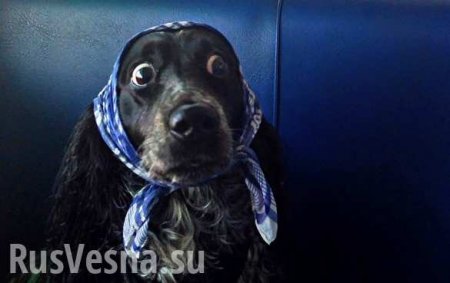 Испанцам предлагают собак в аренду, чтобы обойти карантин (ВИДЕО)