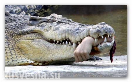Мужчину, нарушившего карантин, съел крокодил