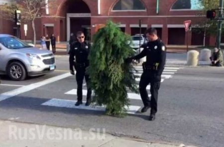 В Европе начали арестовывать гуляющие кусты и деревья (ФОТО, ВИДЕО)