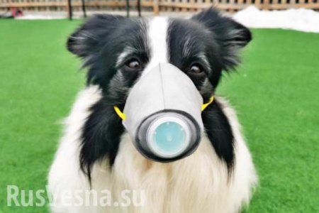 «Лично буду отстреливать»: мэра Днепропетровска обвинили в угрозах владельцам собак
