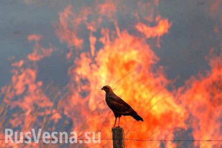 К зиме выгорит вся страна: на Украине бьют тревогу из-за новой угрозы (ФОТО, ВИДЕО)