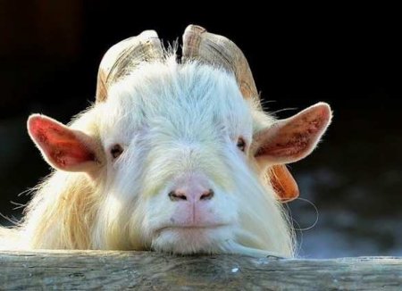 Чудеса диагностики: коронавирус нашли у козы и папайи