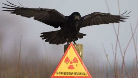 «Новый Чернобыль?» — Госдеп предлагает помочь России: реакция МИД и МЧС