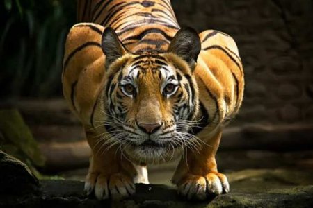 Тигрица растерзала женщину на глазах у посетителей зоопарка