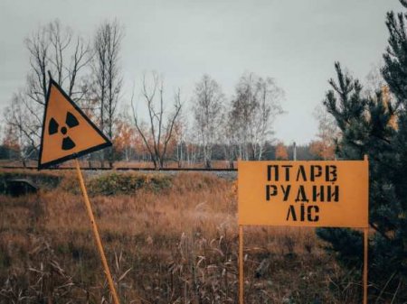 Группа украинцев набрала в Чернобыле 200 кг радиоактивной черники на продажу (ВИДЕО)