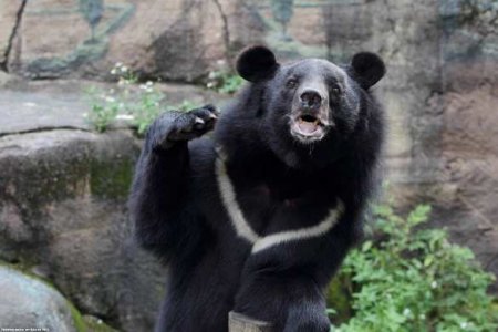 Скрытая камера «поймала» гималайского медведя, разоряющего ульи в российском Приморье (ВИДЕО)