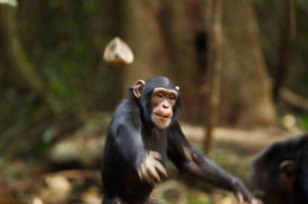 Тысячи обезьян громят магазины и нападают на людей в Таиланде (ВИДЕО)