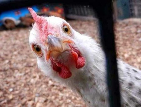 Украинка рассказала шокирующую историю о светящейся тушке курицы из супермаркета (ФОТО)