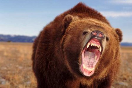 Трагическая рыбалка: на Чукотке мужчину спутали с медведем и убили