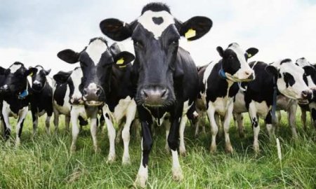 В Пермском крае зафиксирована массовая гибель скота от неизвестного вируса