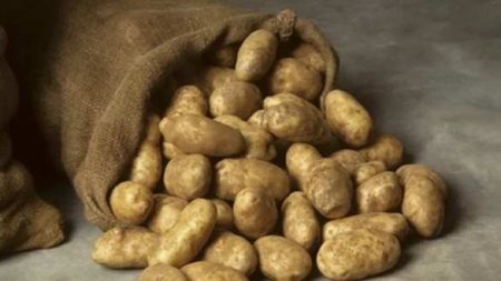 Чем опасна картошка?
