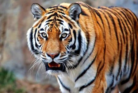 Это Россия: тигр загнал охотников на дерево (ВИДЕО)