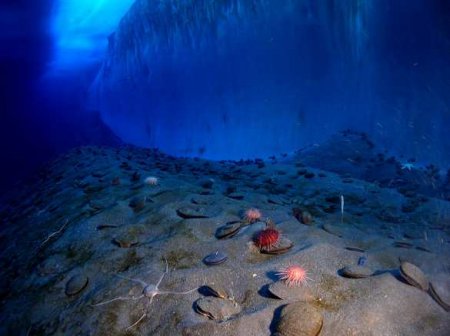 Под шельфовым ледником Антарктиды обнаружили неизвестных существ (ФОТО, ВИДЕО)