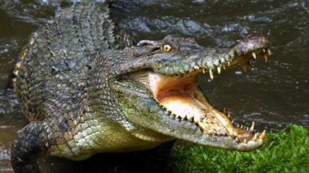 Дерзкий побег: спецотряд полиции брошен на поиски крокодилов (ВИДЕО)