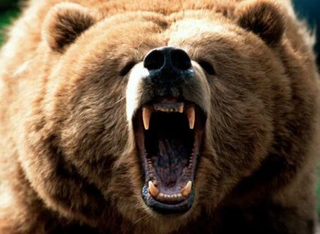 Утро в России: медведь вызвал переполох на улицах города (ФОТО, ВИДЕО)