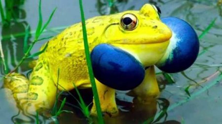 Хроника достижений «незалежной»: мэр открыл памятник украинской жабе (ФОТО)