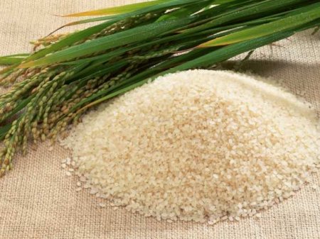 В Китае собрали первый урожай «космического риса»