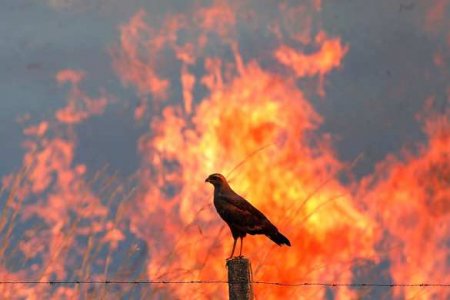 В Турции назвали ответственных за поджоги лесов