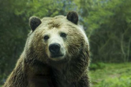 Голодные медведи ждут напрасно: тревожная ситуация сложилась на Сахалине