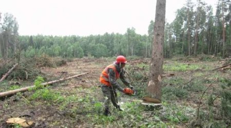 На западе Украины продали заповедного леса на миллионы гривен (ФОТО)