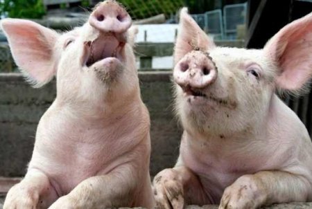 В США мужчине успешно пересадили две свиные почки