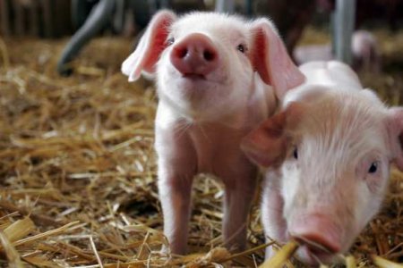 В Германии собираются клонировать генно-модифицированных свиней для трансплантации органов