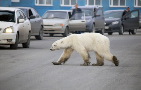 Euronews: Медведи в России не только ходят по улицам, но и живут в домах и выглядывают из окон! (ВИДЕО)