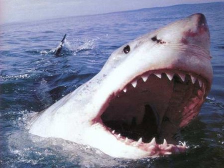 Акула-людоед впервые за 60 лет убила пловца на популярном курорте