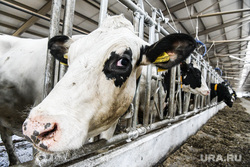 Губернатор Вадим Шумков заявил о «взрывном» росте поголовья скота