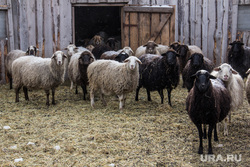 Челябинец хотел купить овец через интернет и лишился миллиона