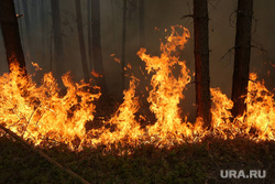 В Greenpeace оценили сумму ущерба от пожаров в Тюменской области