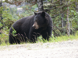 В ХМАО медведь выбежал на трассу. Видео