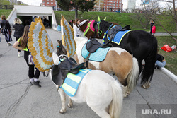 Тюменцы призывают запретить катание на лошадях по городу