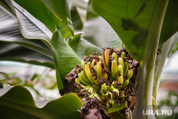 Курганец выращивает в теплице бананы. Видео