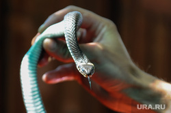 Жители пермской деревни вызвали спасателей, увидев змею. Фото