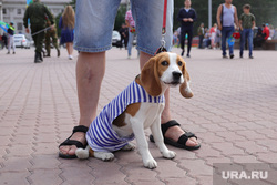 Центр Екатеринбурга заполонили собаки в тельняшках. Фото